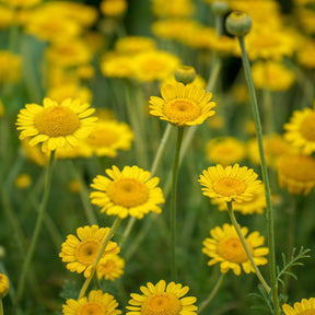 Anthemis tinctoria Kelwayi