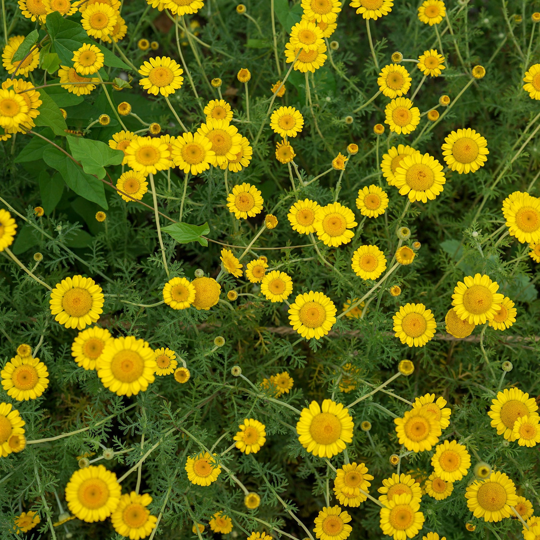 Anthemis tinctoria Kelwayi