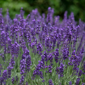 Lavande vraie 'Munstead' - Espèces de plantes