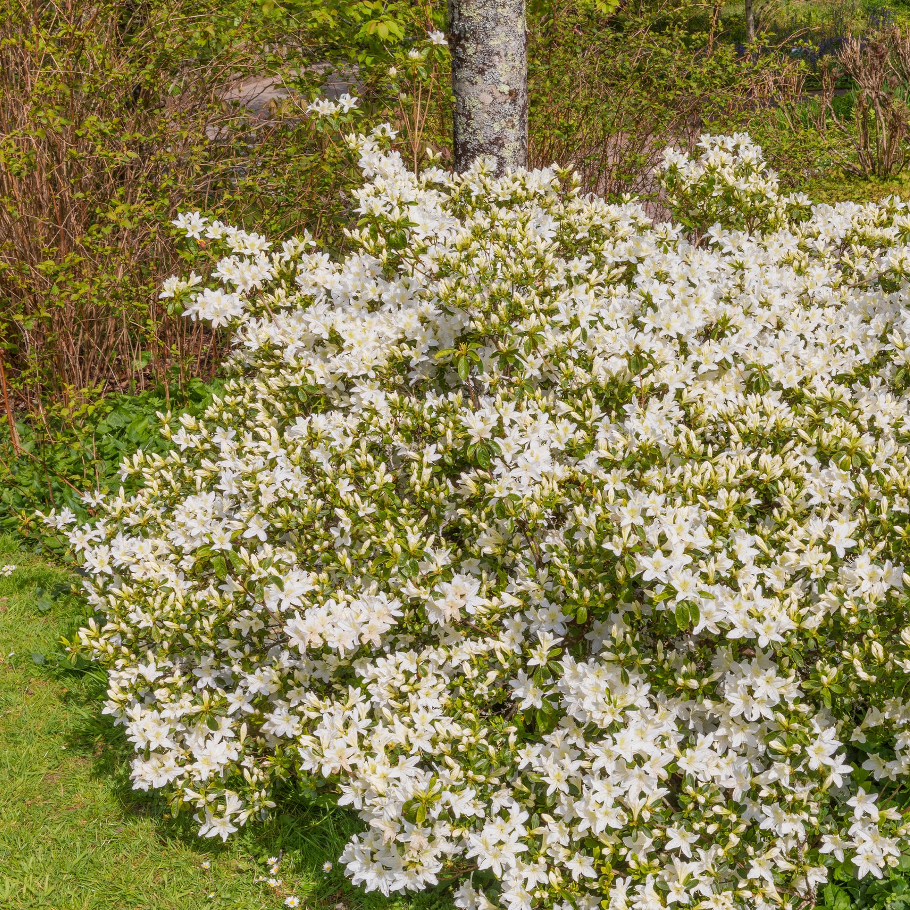 Azalea Palestrina - Azalea palestrina - Plantes