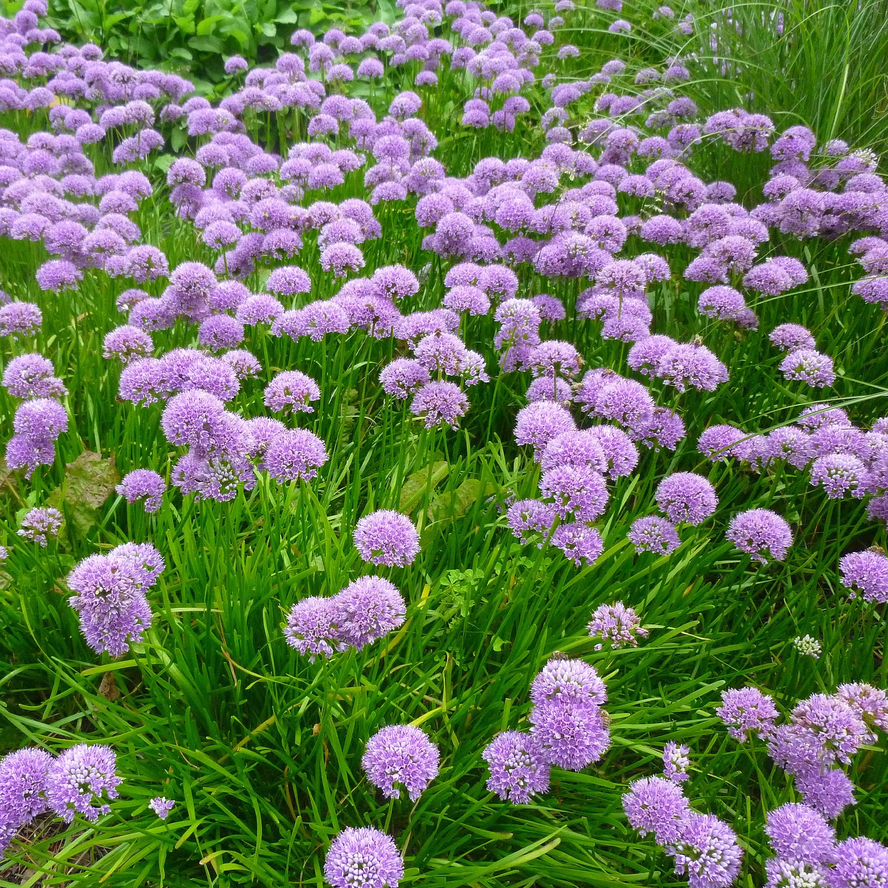 3 Ail d'ornement Millenium - Allium 'millennium' - Plantes