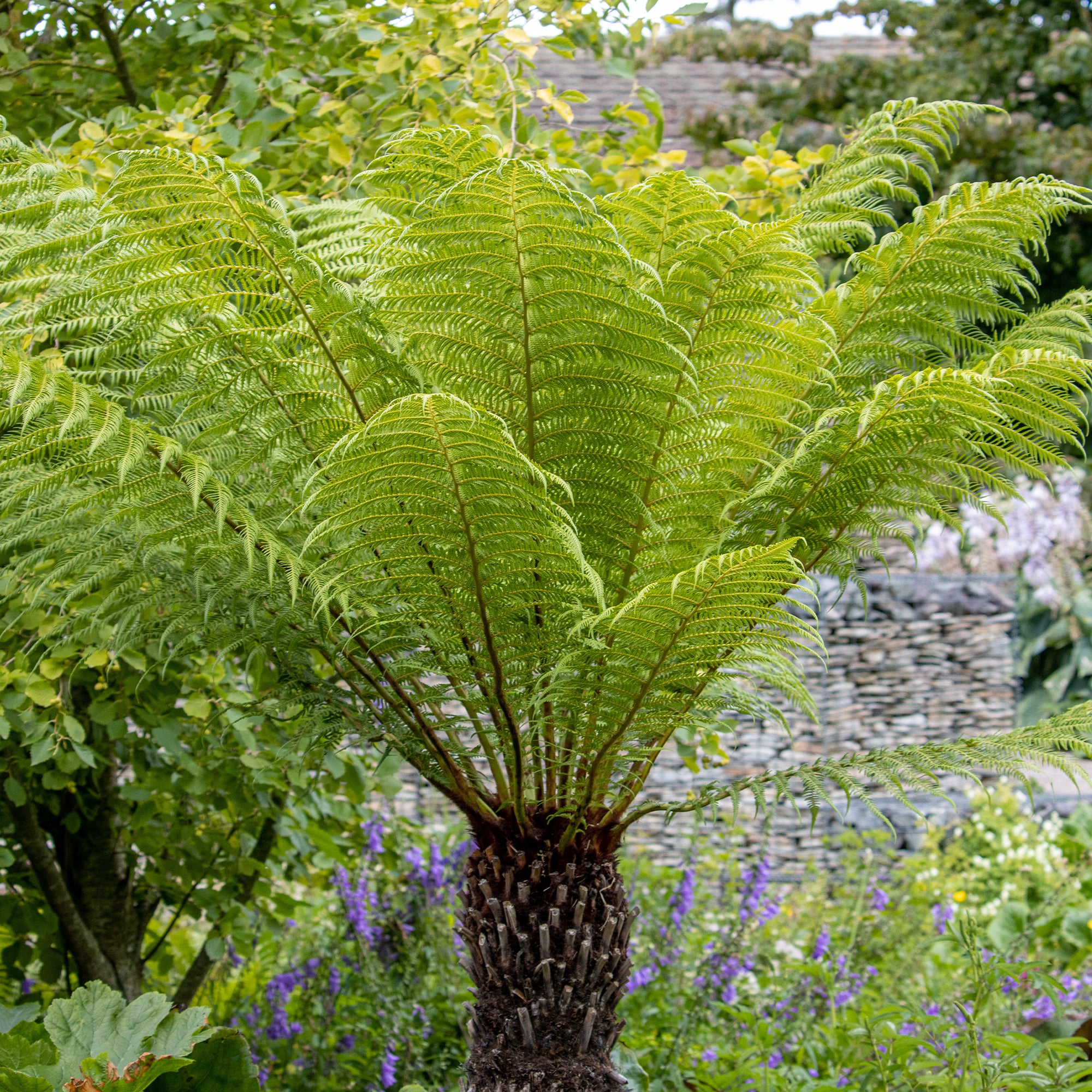 Fougère arborescente de Tasmanie