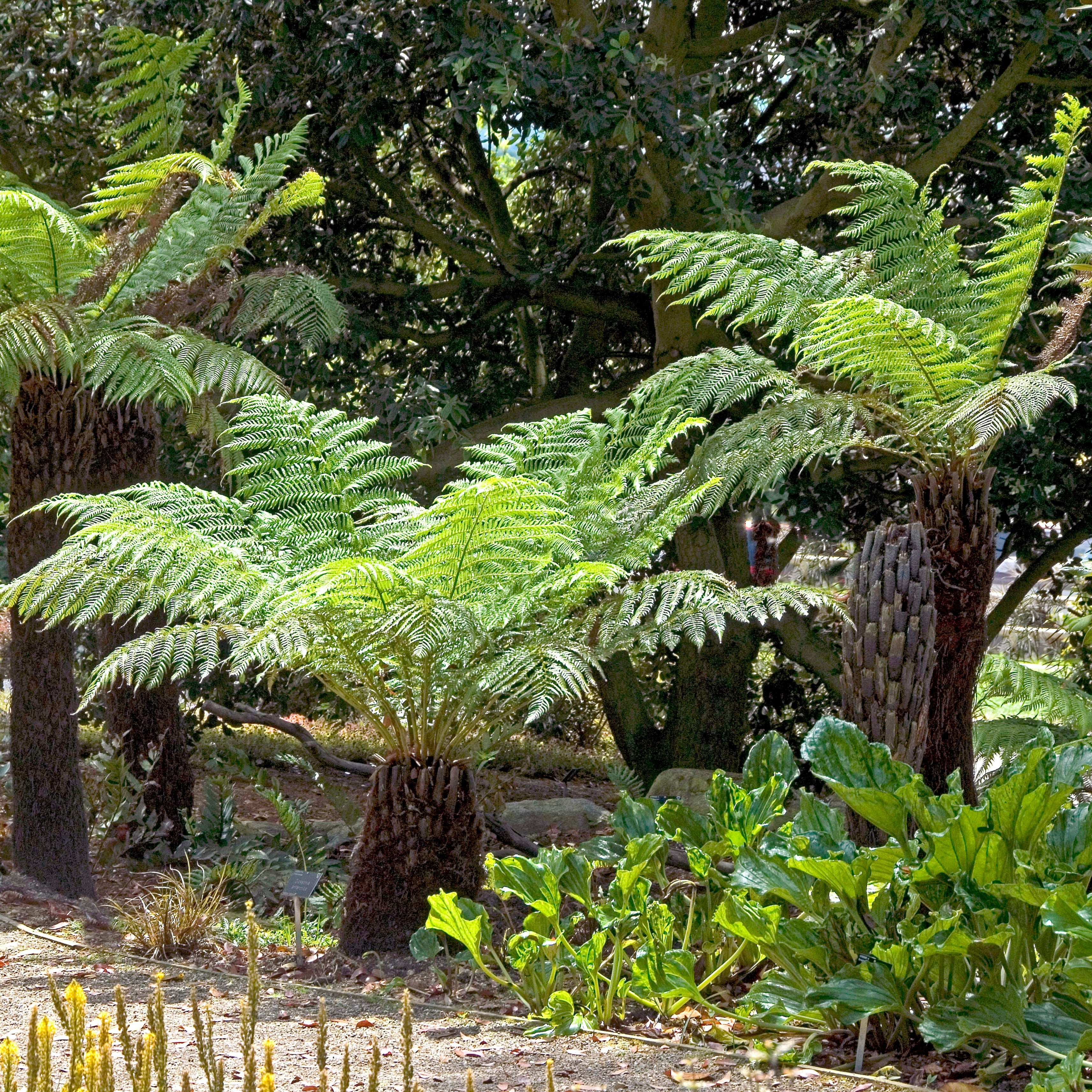 Fougère arborescente de Tasmanie - Dicksonia antarctica - Fougères