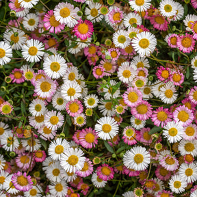 Erigeron karvinskianus 'Profusion'