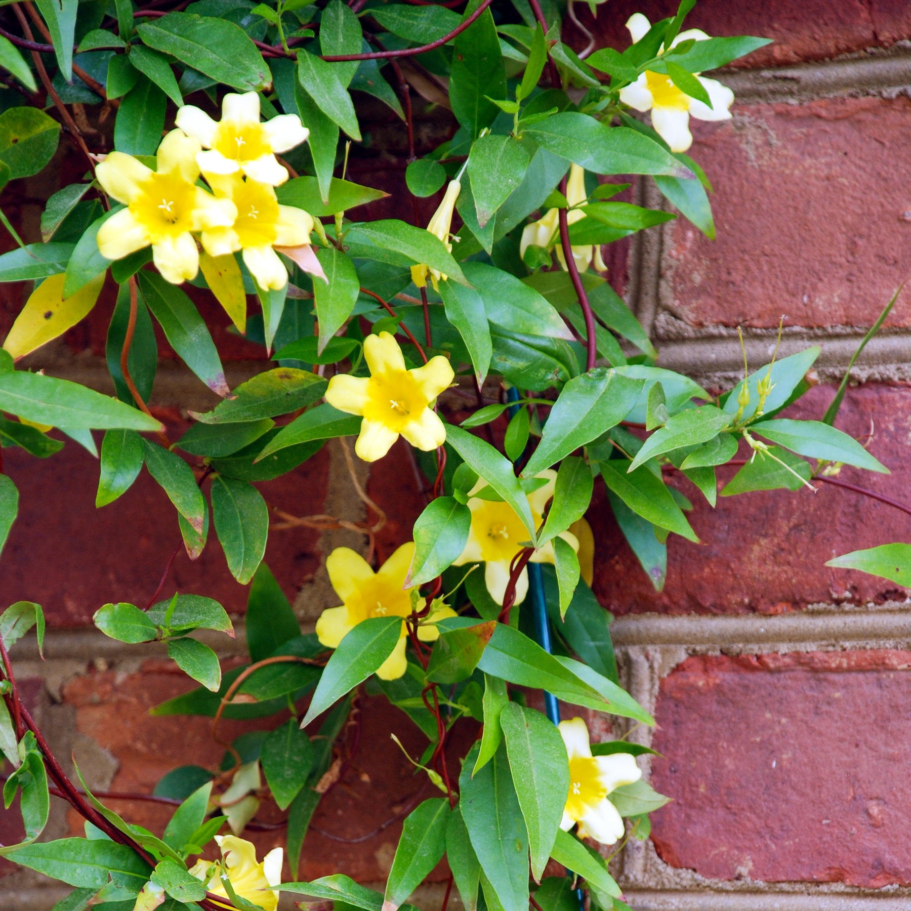 Gelsemium sempervirens - Gelsemium sempervirens - Plantes