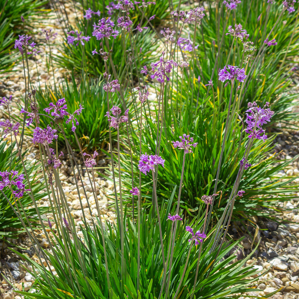 3 Tulbaghia violacea - Willemse