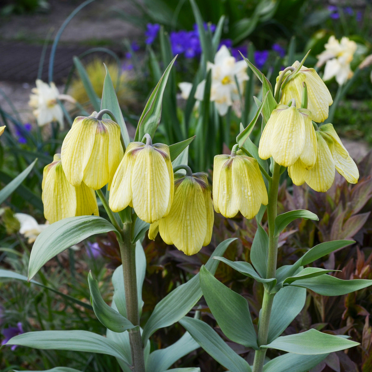 2 Fritillaires pallidiflora - Fritillaria pallidiflora - Plantes