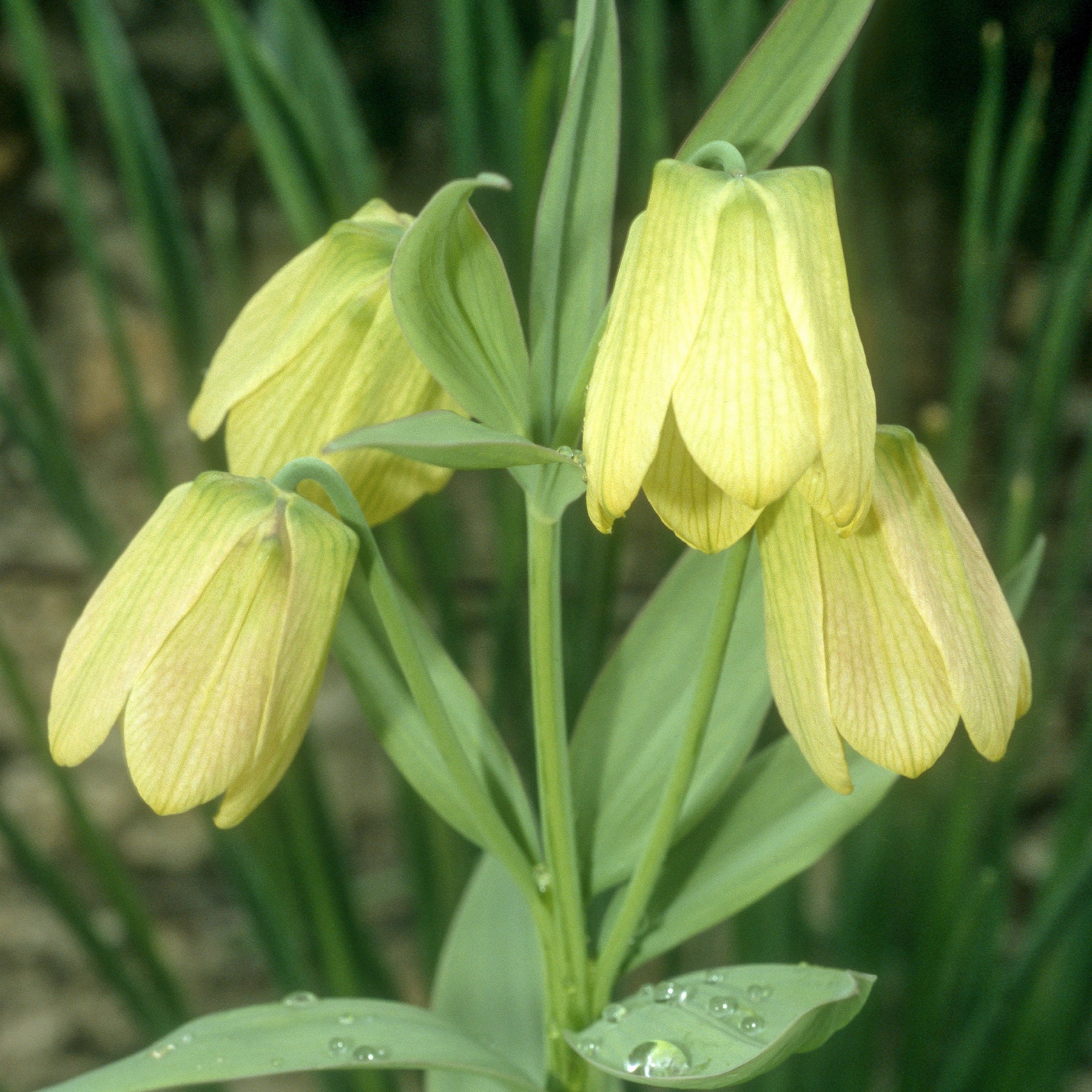 2 Fritillaires pallidiflora - Fritillaria pallidiflora - Plantes