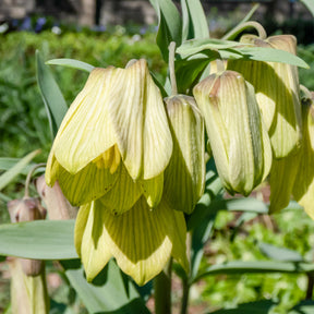 2 Fritillaires pallidiflora - Fritillaria pallidiflora - Plantes