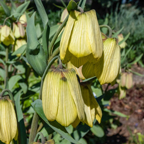 2 Fritillaires pallidiflora - Fritillaria pallidiflora - Plantes