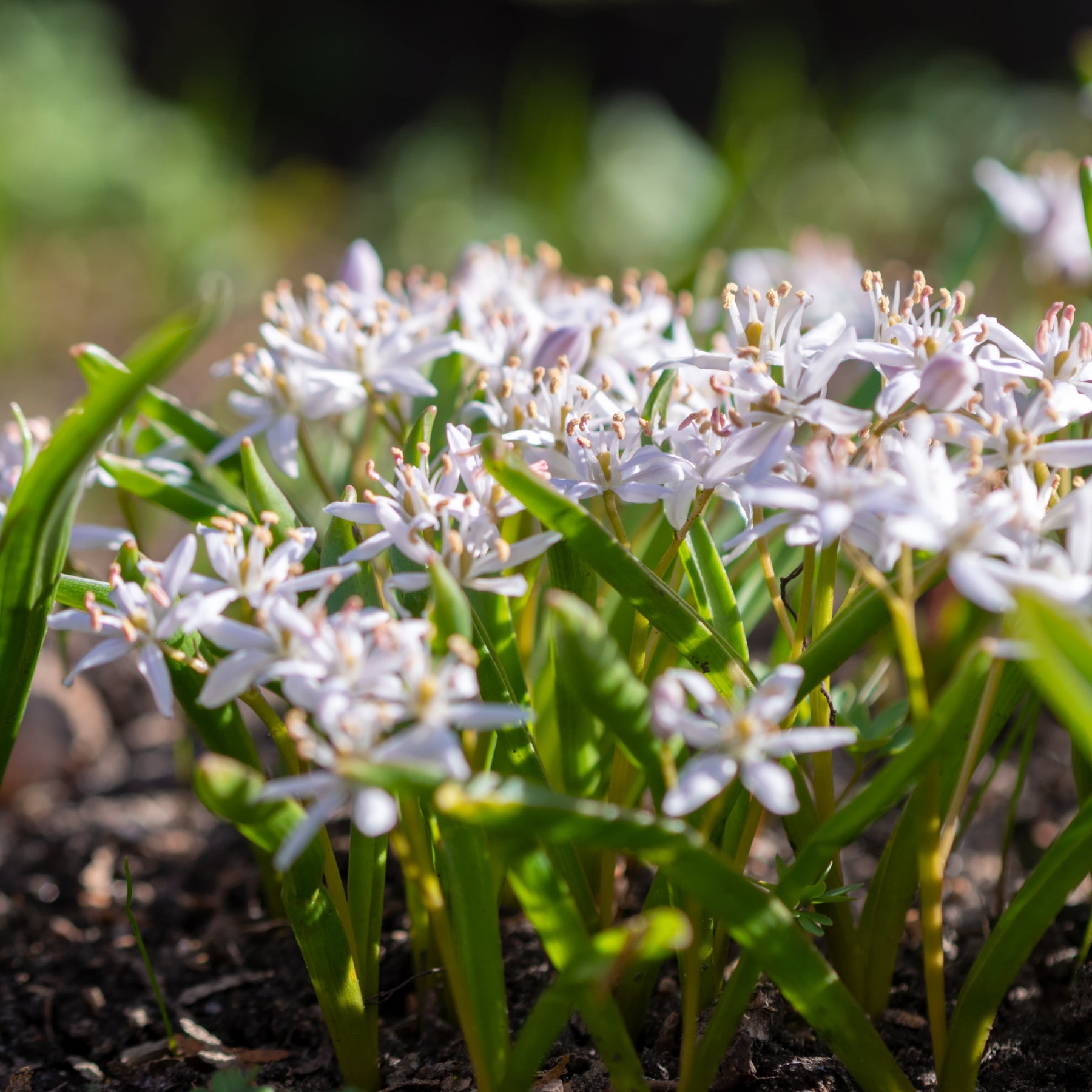 Scilles à deux feuilles - Scilla