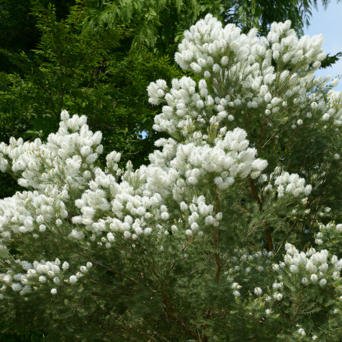 L'arbre à thé - Willemse