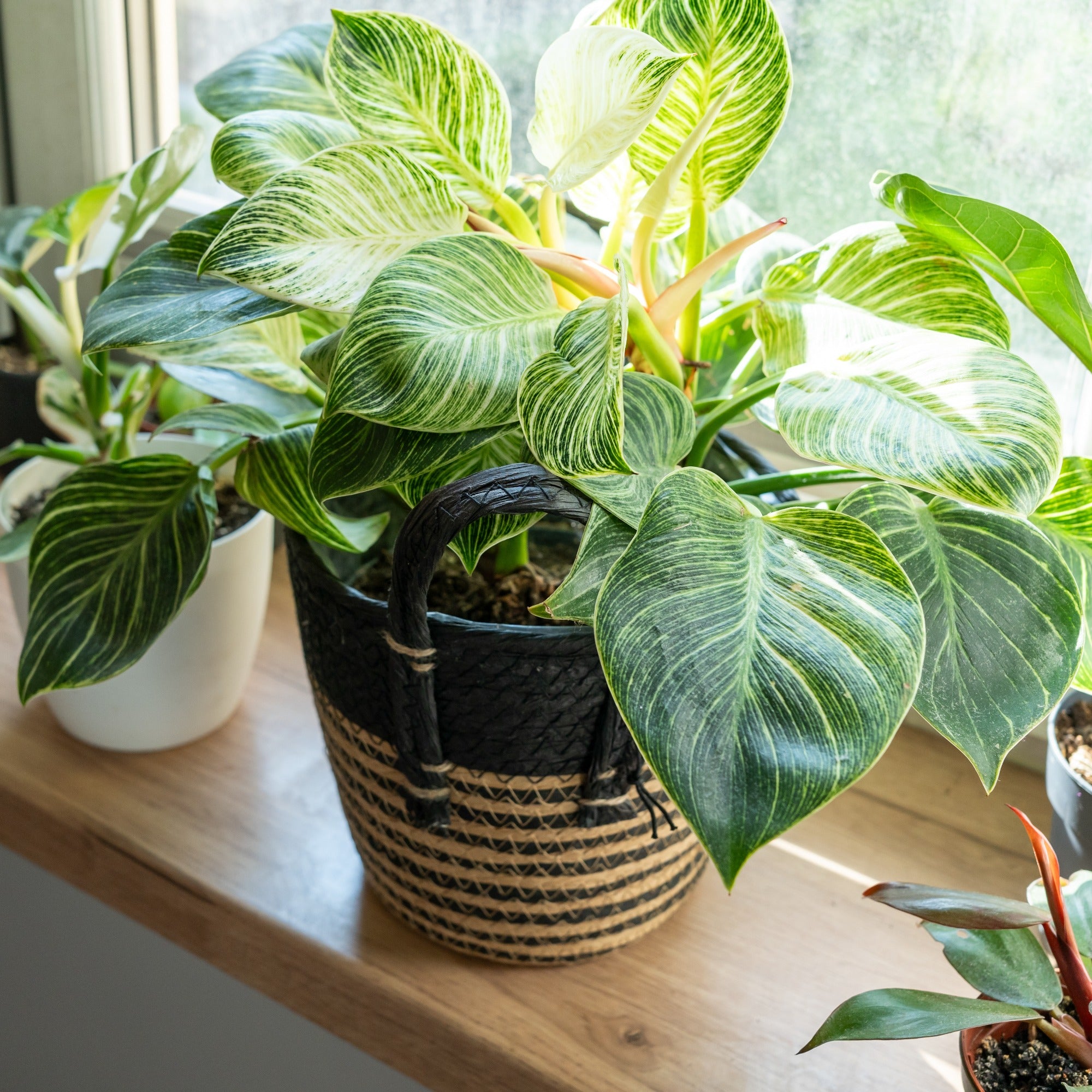 Philodendron Monstera White Wave