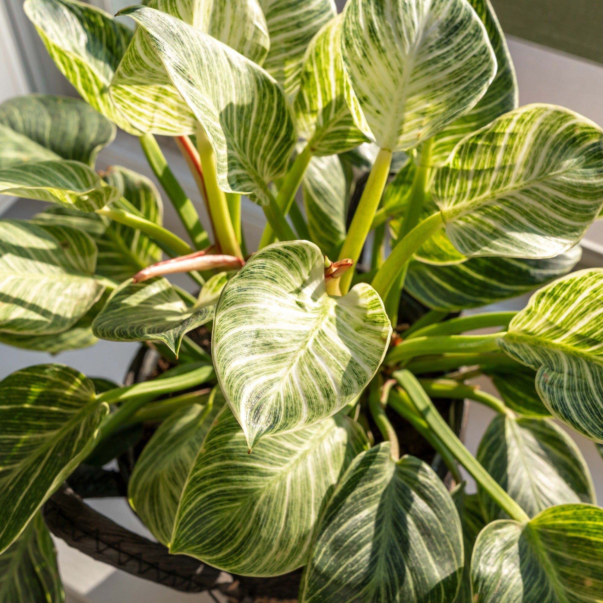 Philodendron Monstera White Wave