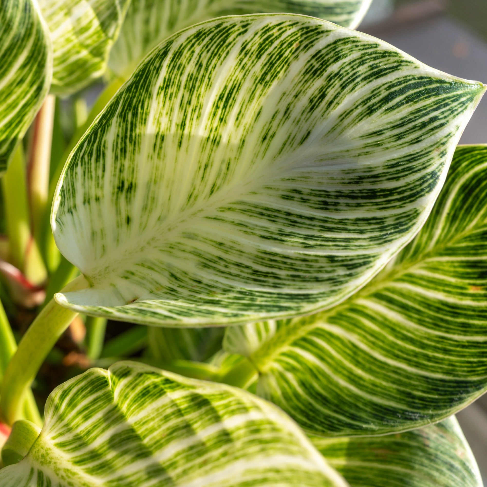 Philodendron Monstera White Wave