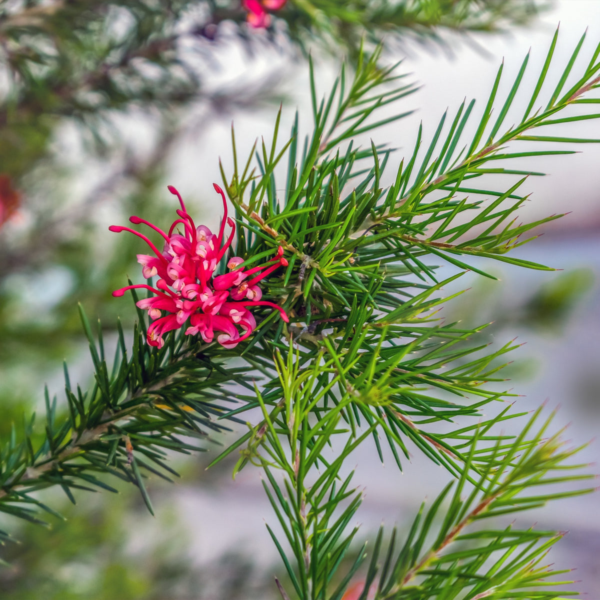 Grévilléa à feuilles de genévrier - Grevillea juniperina - Willemse