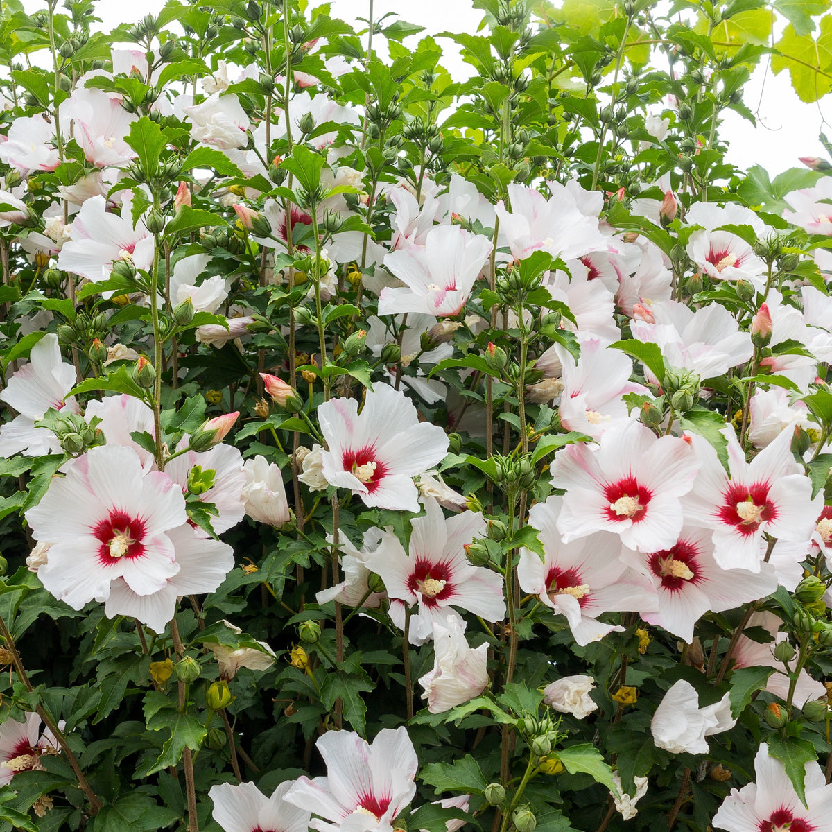 Hibiscus de jardin sur tige blanc/rouge - Hibiscus syriacus - Willemse