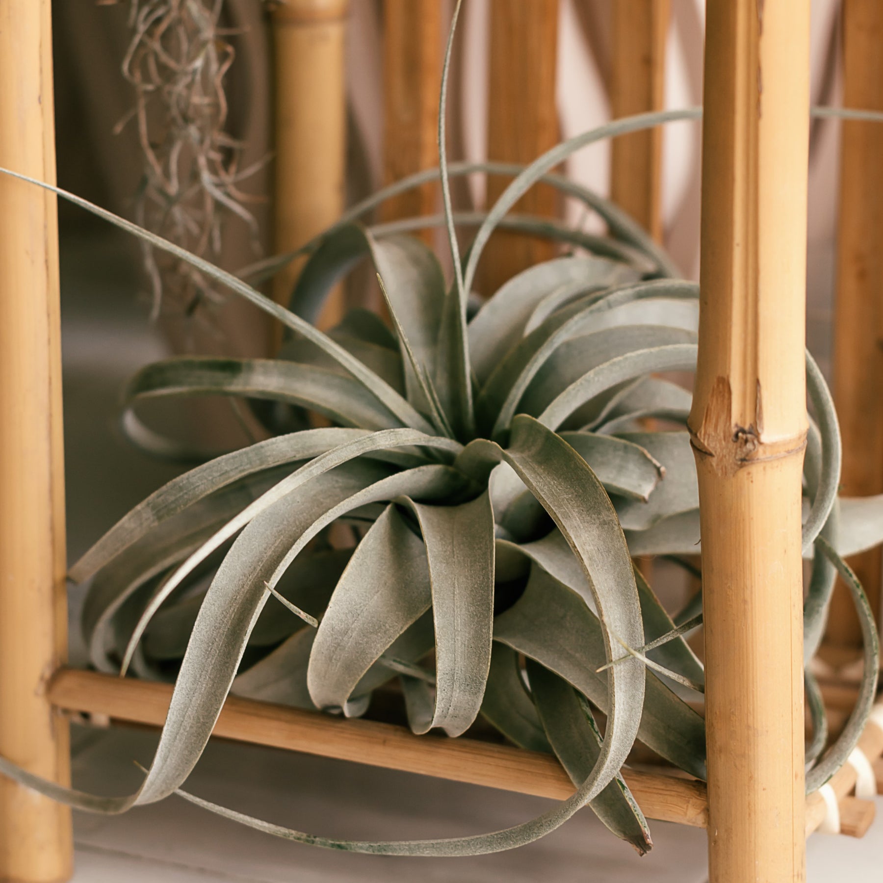 Tillandsia géant