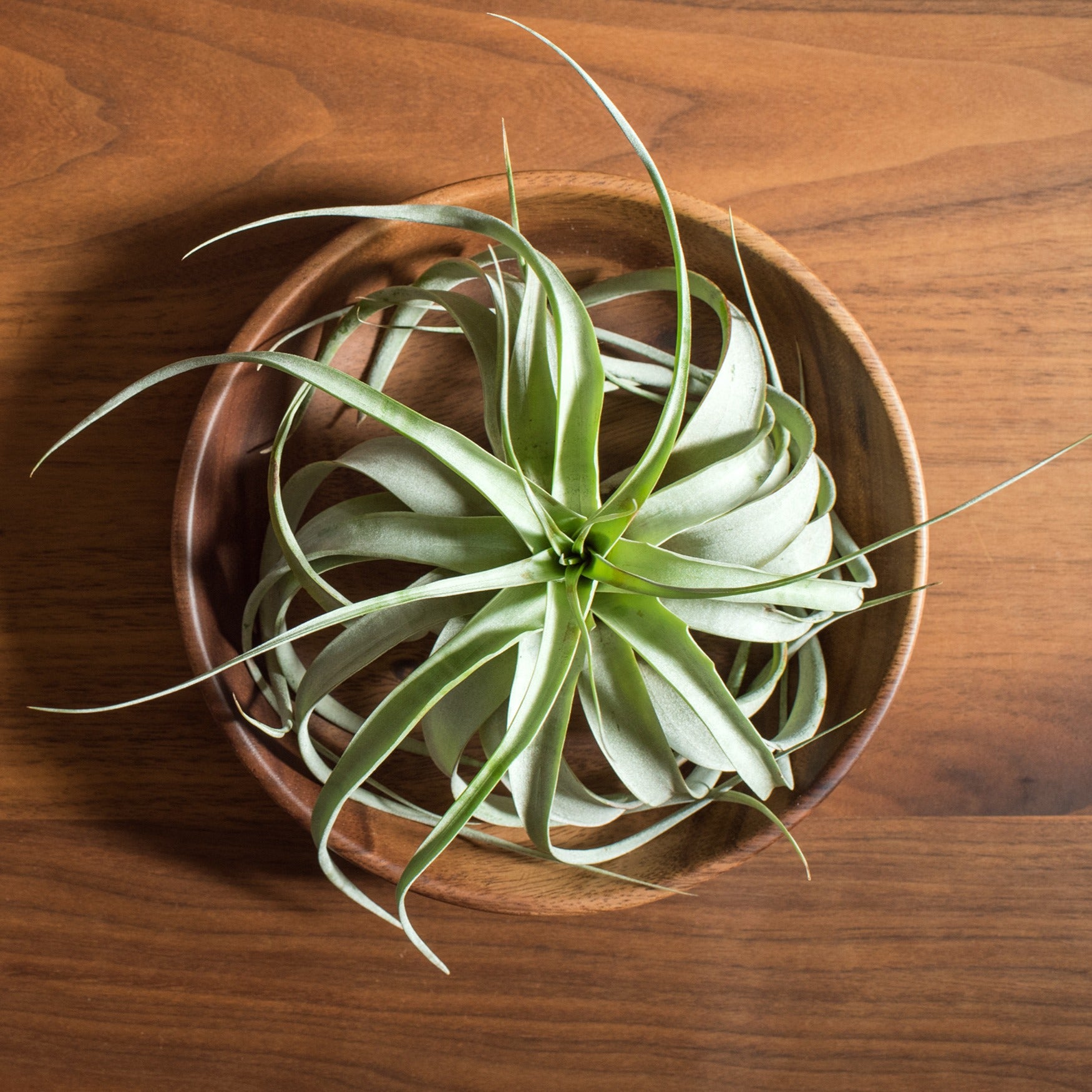 Tillandsia géant