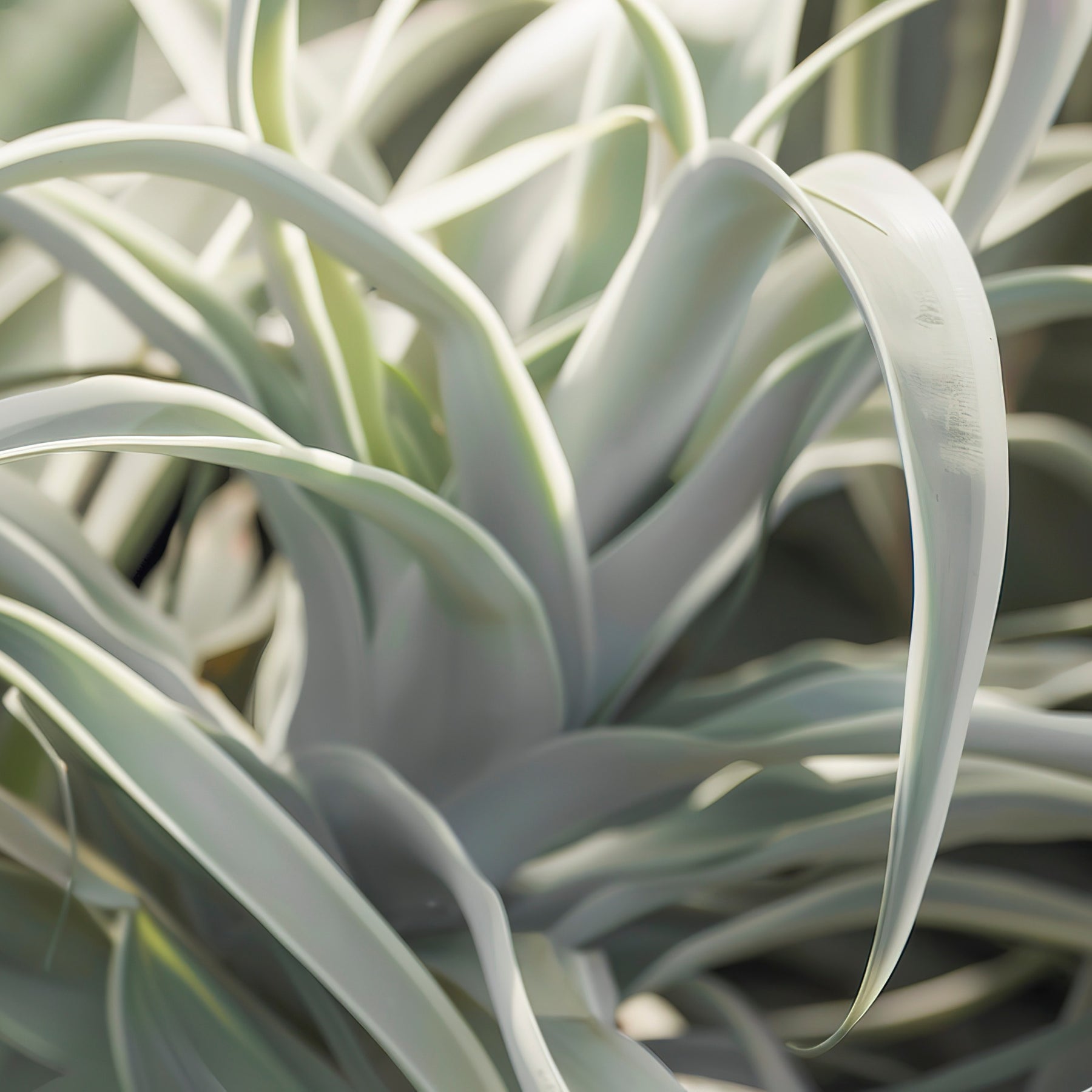 Tillandsia géant