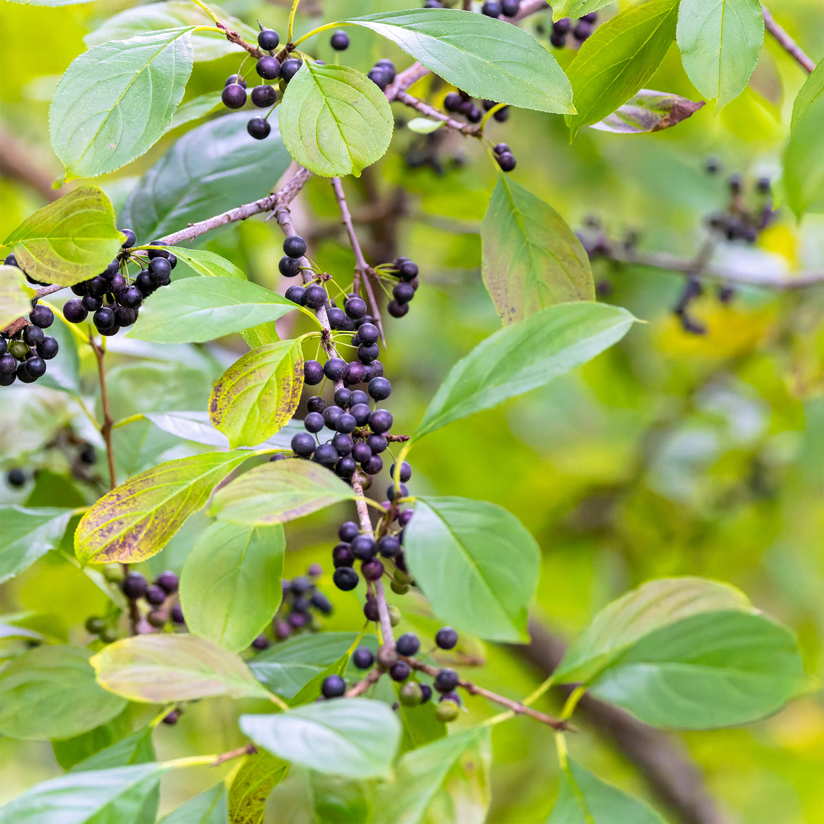 Nerprun alaterne - Rhamnus cathartica - Willemse