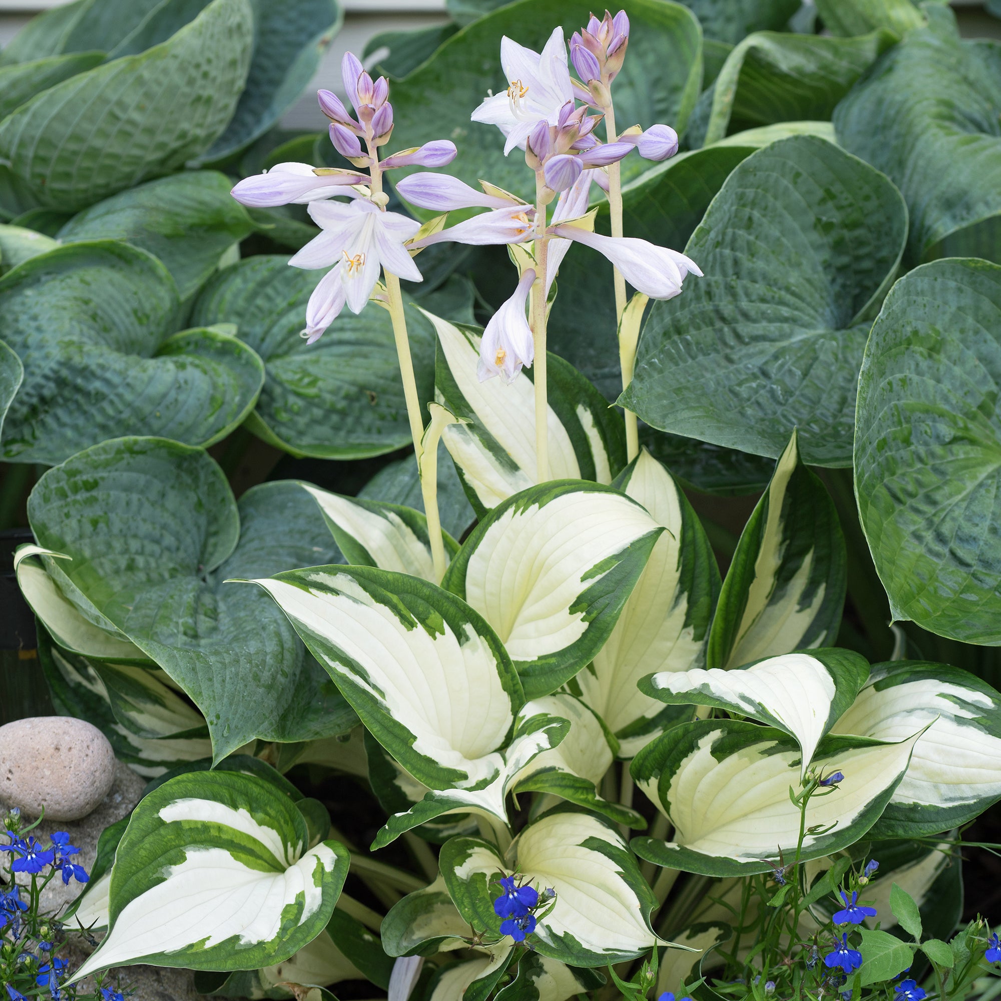 Hosta Feu et glace