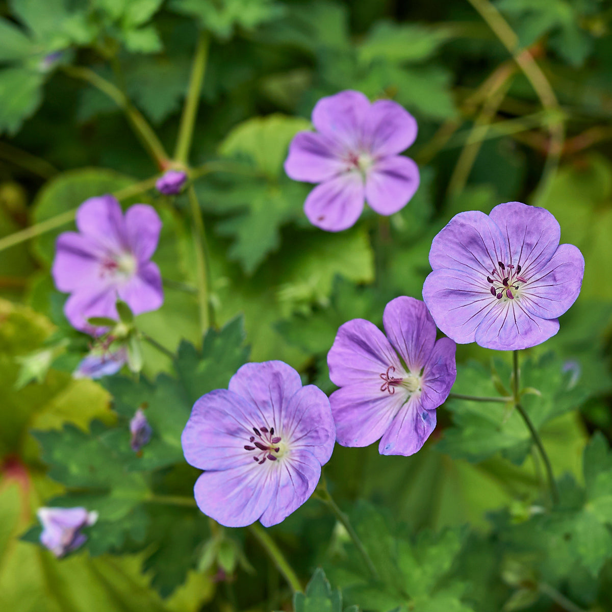 Géranium vivace bleus de l'Himalaya - Willemse