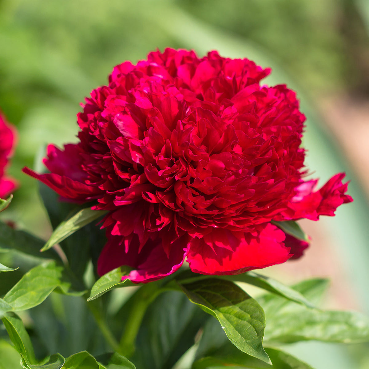 Pivoine Red Charm - Willemse