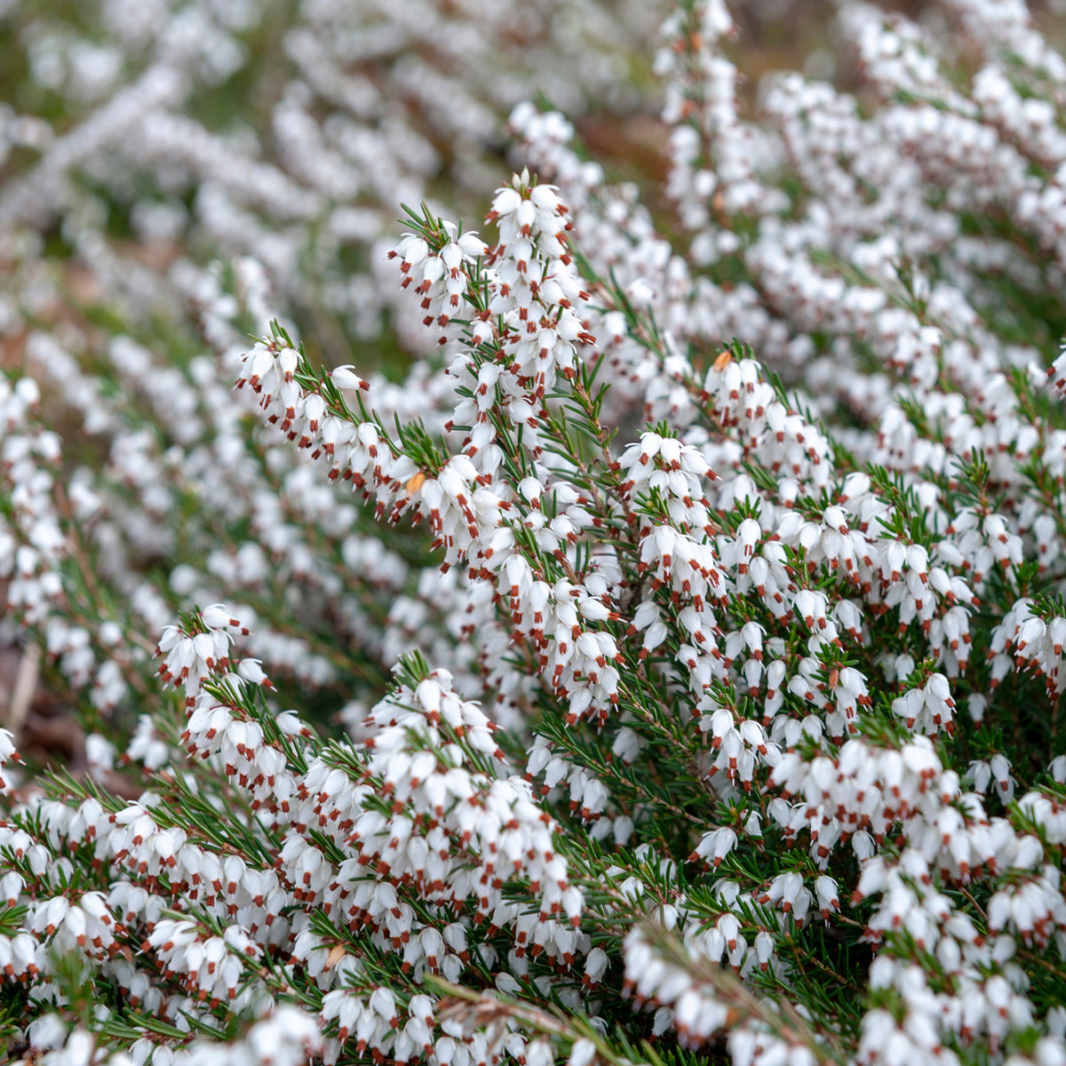 Bruyère d'hiver blanche