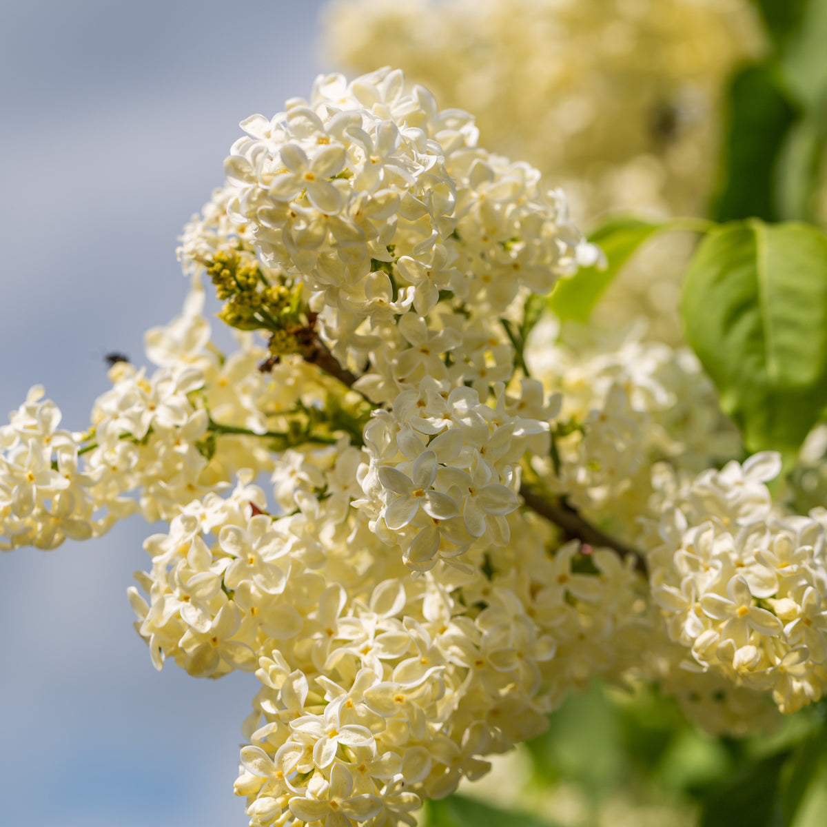 Lilas jaune - Syringa vulgaris Primrose - Willemse