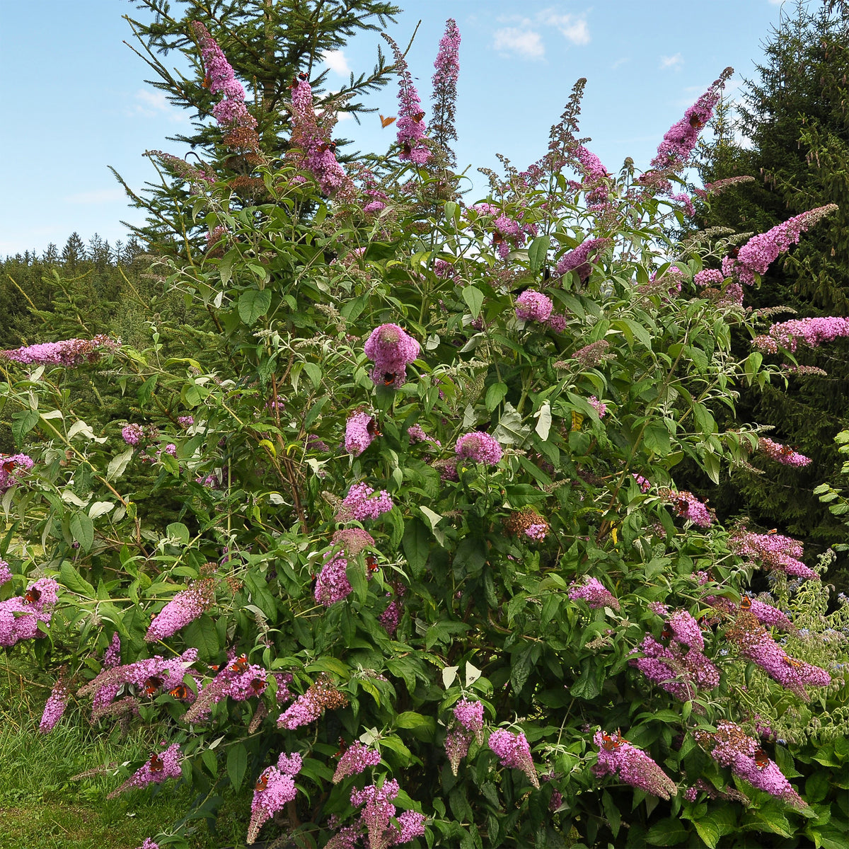 Arbre à papillons Flower Power - Buddleja davidii Flower Power - Willemse