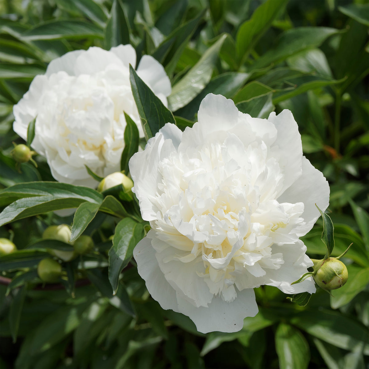 Pivoine Immaculée - Paeonia lactiflora x immaculée - Willemse