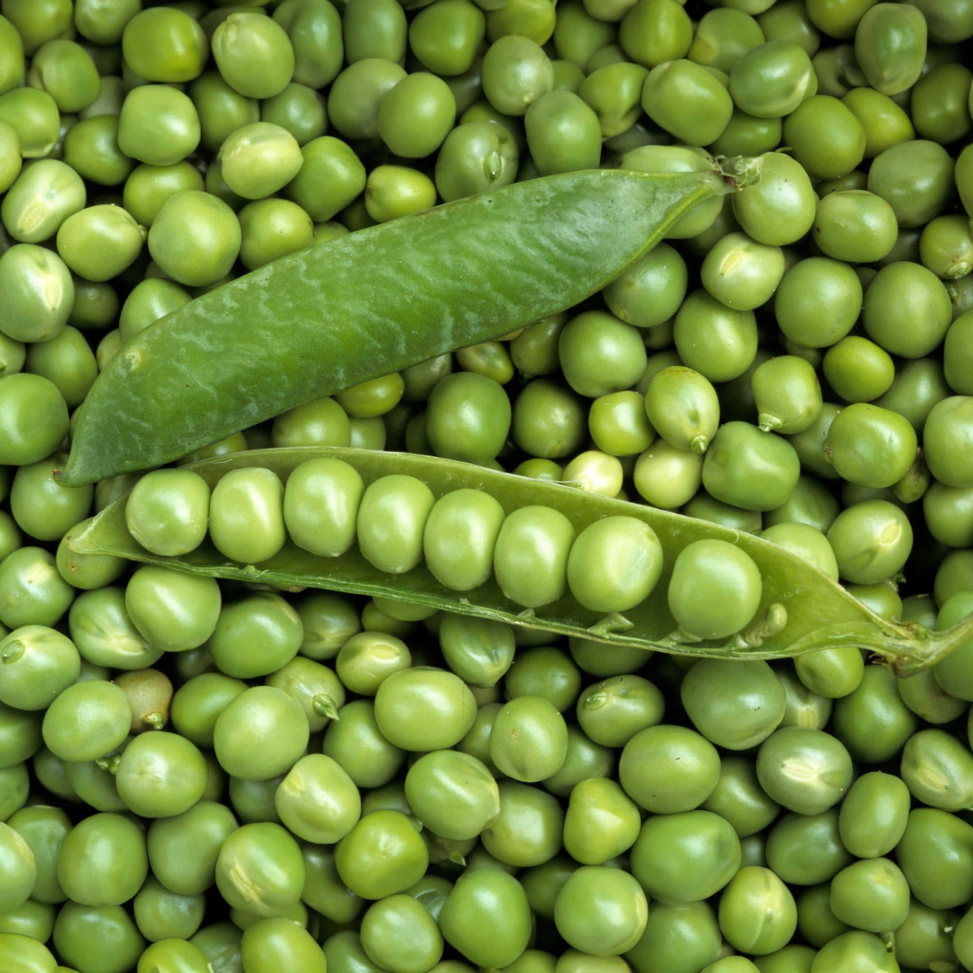 Pois rond nain Petit Provençal