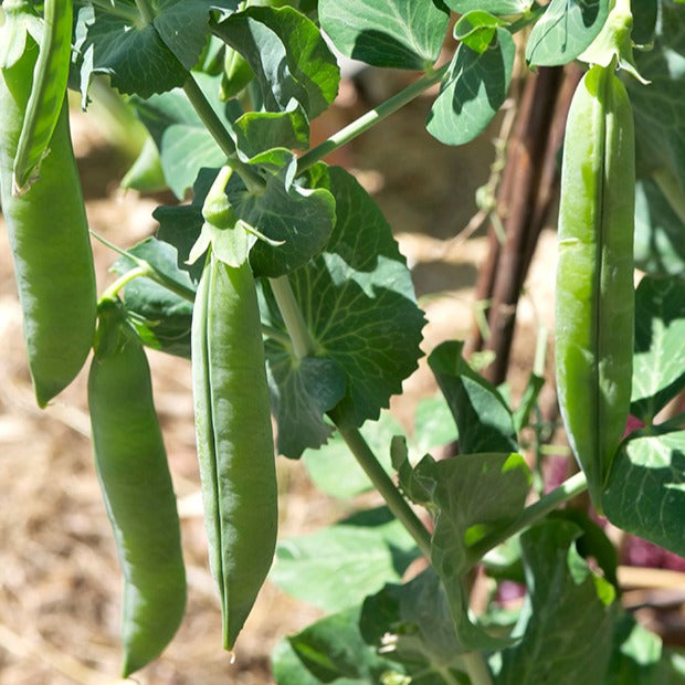 Pois rond nain Petit Provençal - Pisum sativum petit provençal - Willemse