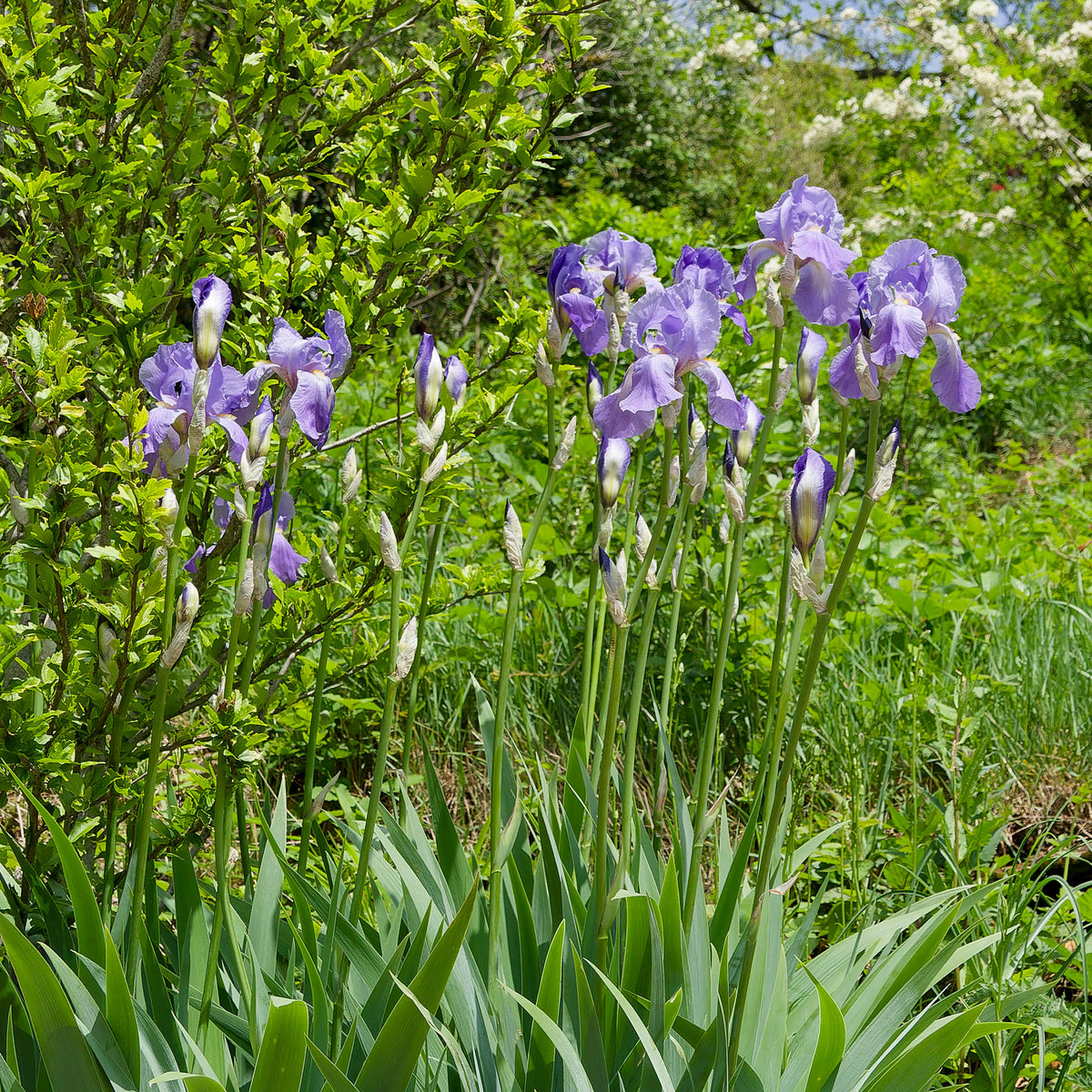 3 Iris de jardin remontant Lovely again - Iris germanica lovely again - Willemse