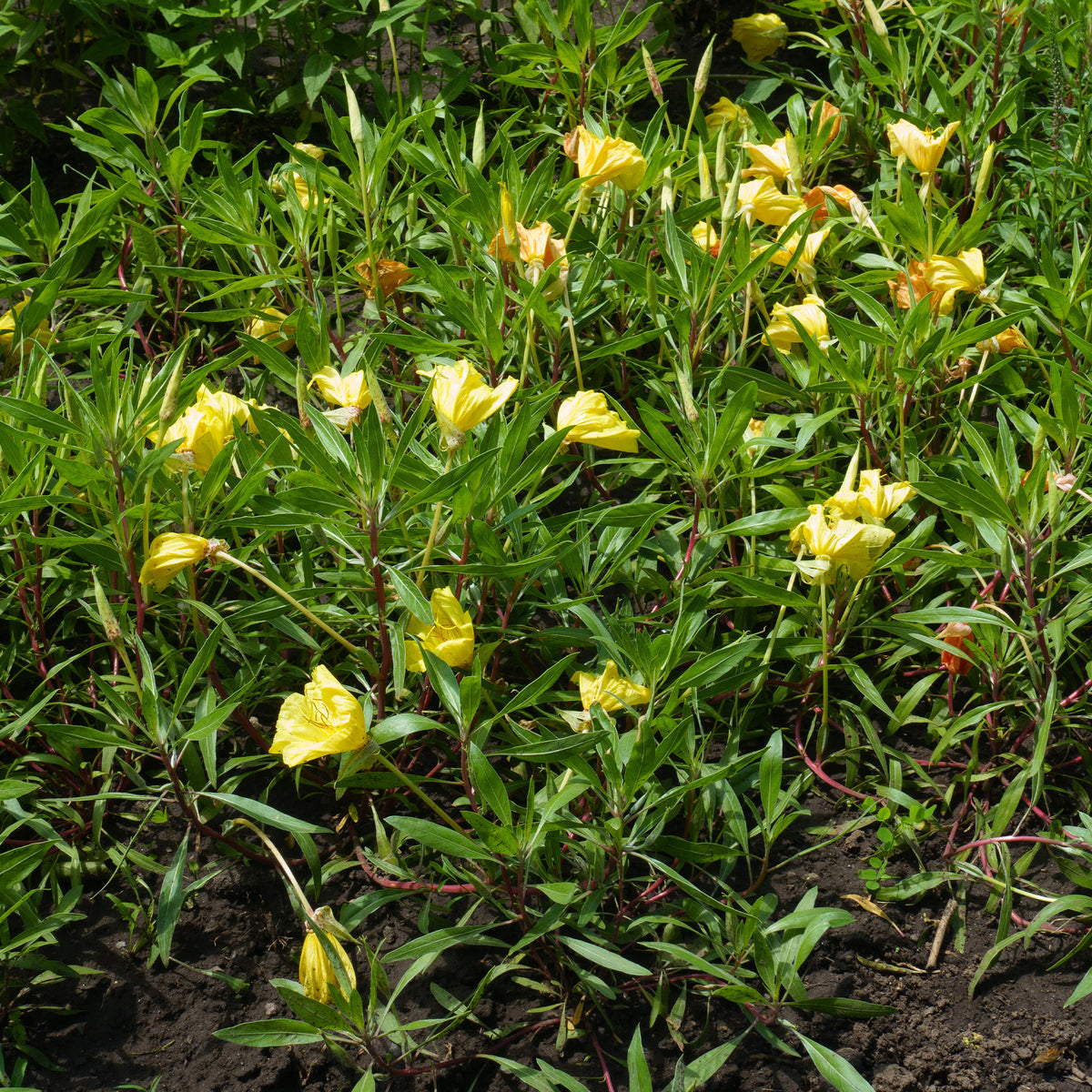 2 Oenothères à grandes fleurs - Onagre - Oenothera macrocarpa - Willemse