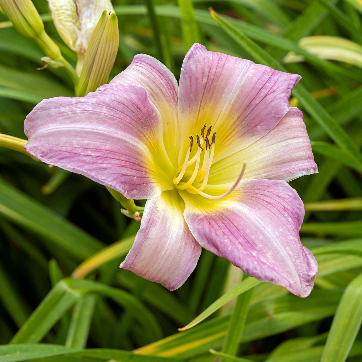 Hémérocalle Catherine Woodbury - Hemerocallis Catherine Woodbury - Willemse