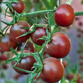 Collection de Tomates cerises - Collection tomates cerises - Potager