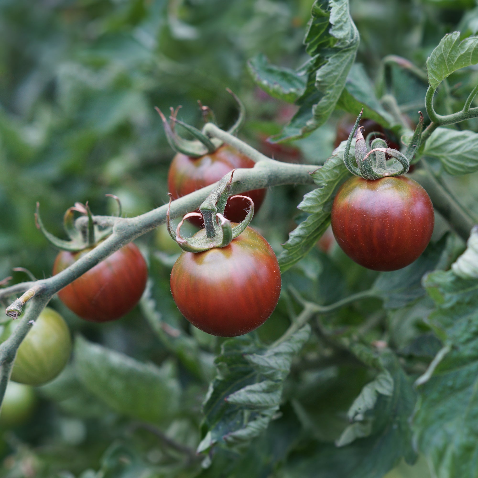 Tomate cerise Chocolate Cherry - Solanum lycopersicum chocolate cherry - Tomates cerises