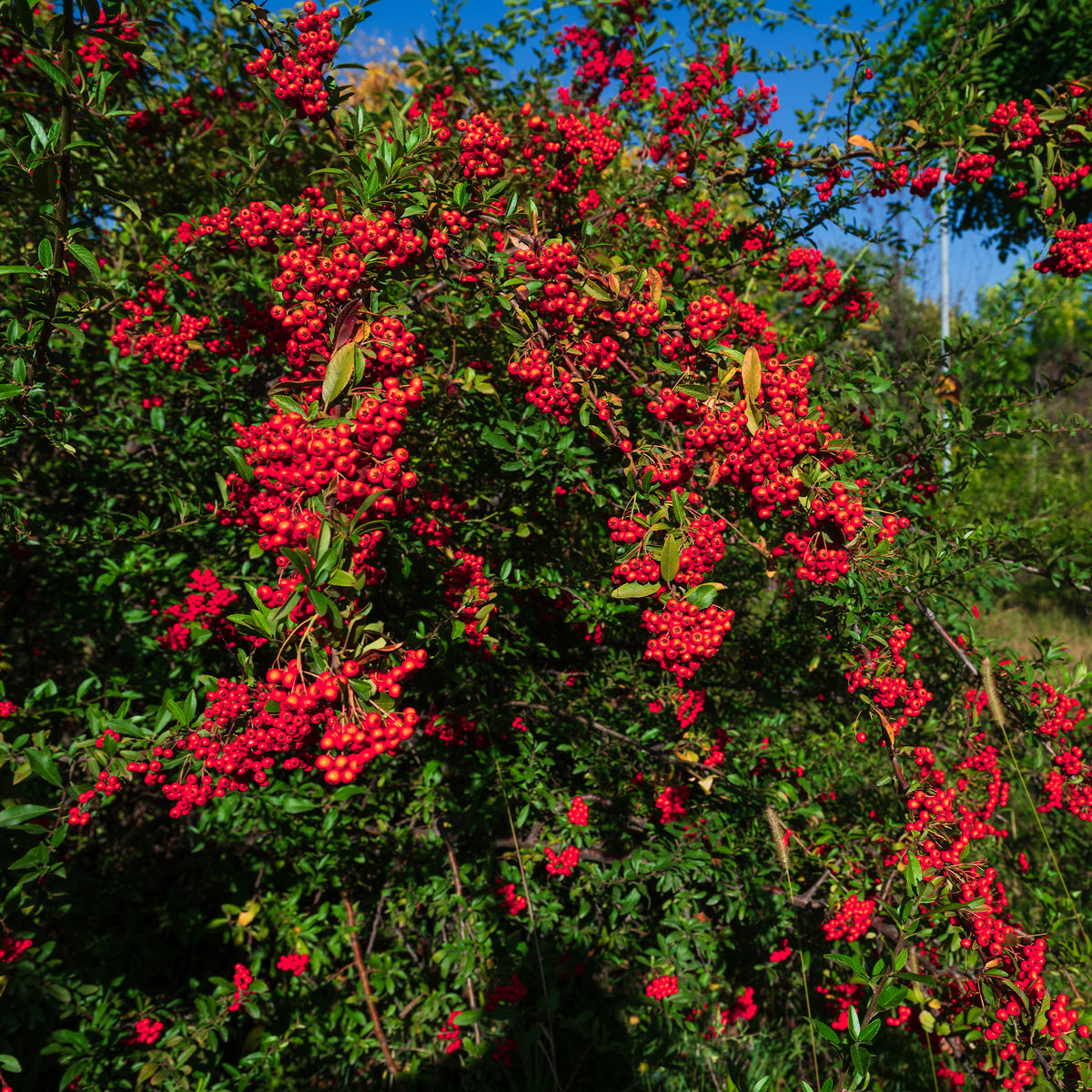 Pyracantha rouge - Willemse