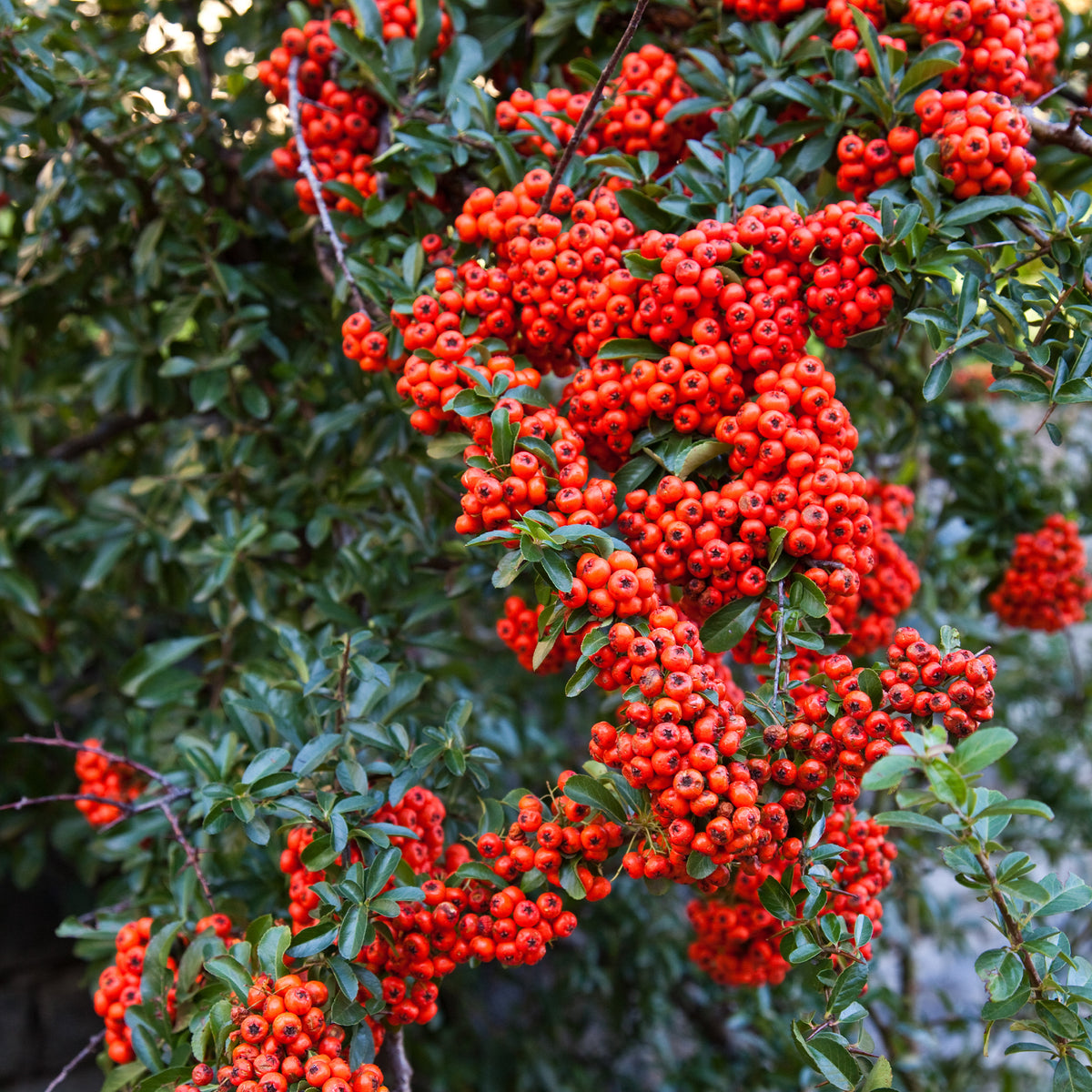 Pyracantha rouge - Pyracantha coccinea - Willemse