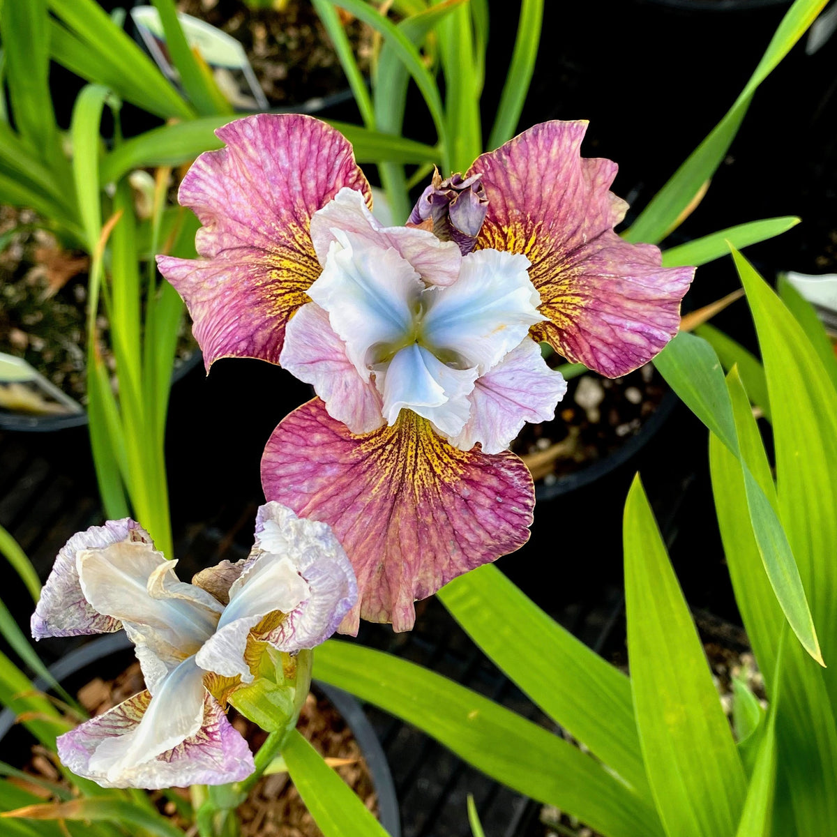 2 Iris de Sibérie Femmes peintes - Willemse