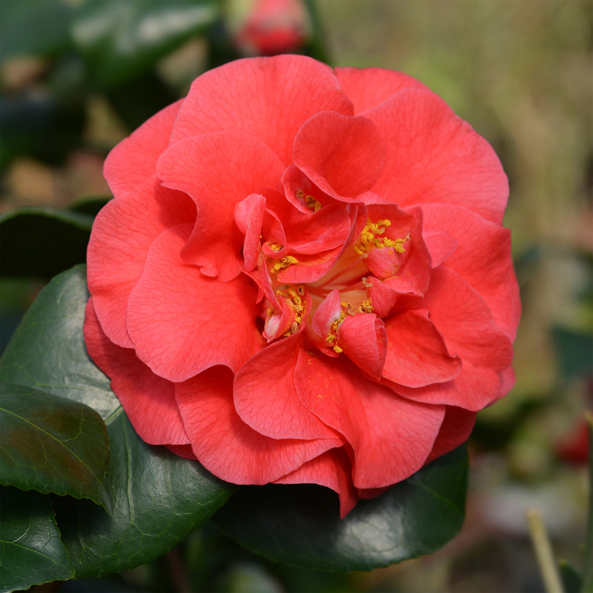 Camélia du Japon à fleurs doubles rouge - Willemse