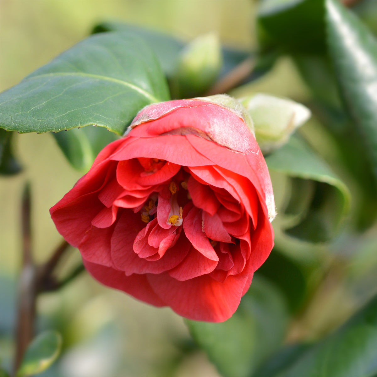 Camélia du Japon à fleurs doubles rouge - Camellia japonica Lady Campbell - Willemse