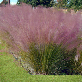 Collection de 6 plantes vivaces pour extérieur moderne - Stipa tenuissima, Muhlenbergia capillaris, Lavandula angustifolia - Plantes