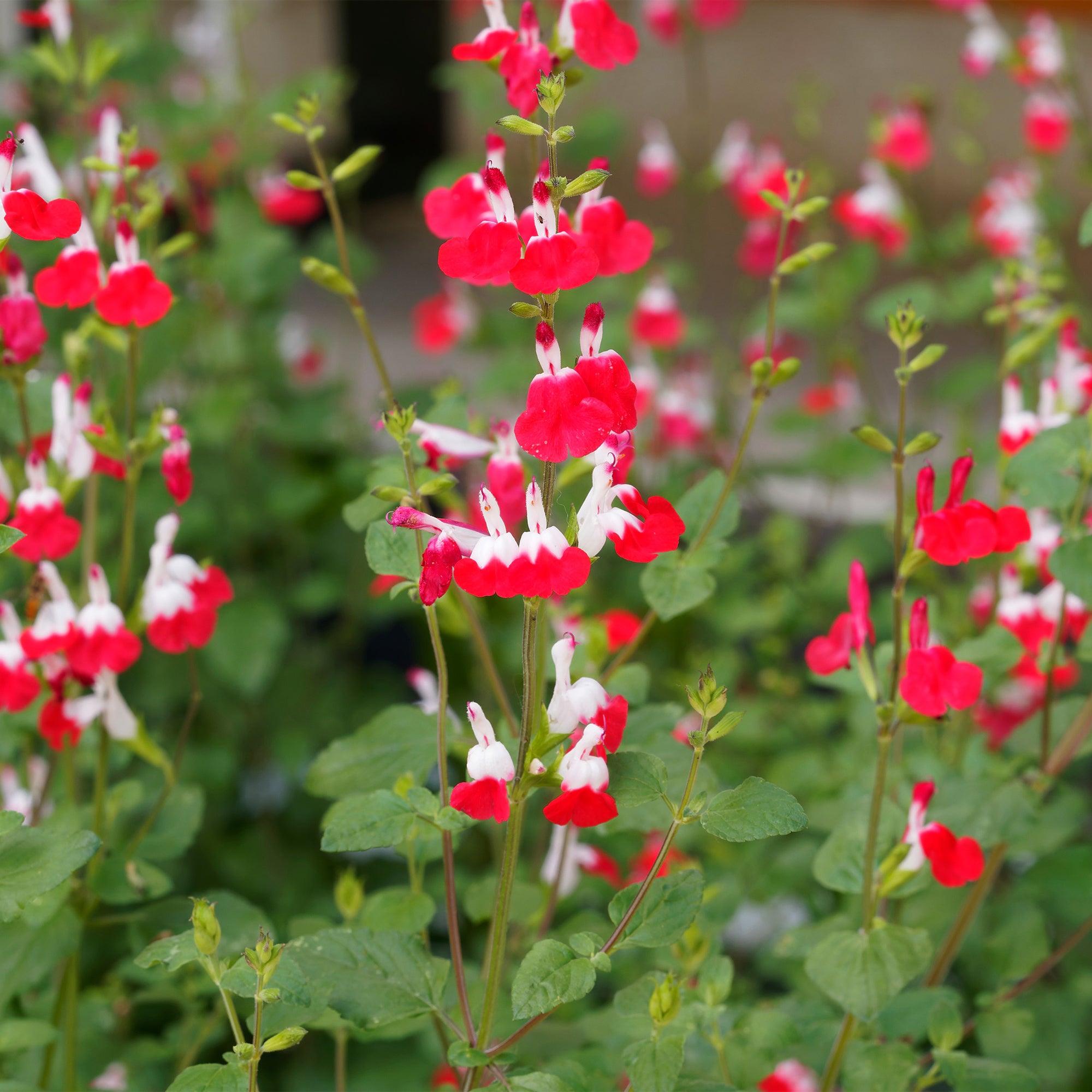 2 Sauge Hotlips - Salvia microphylla hotlips (grahamii) - Plantes