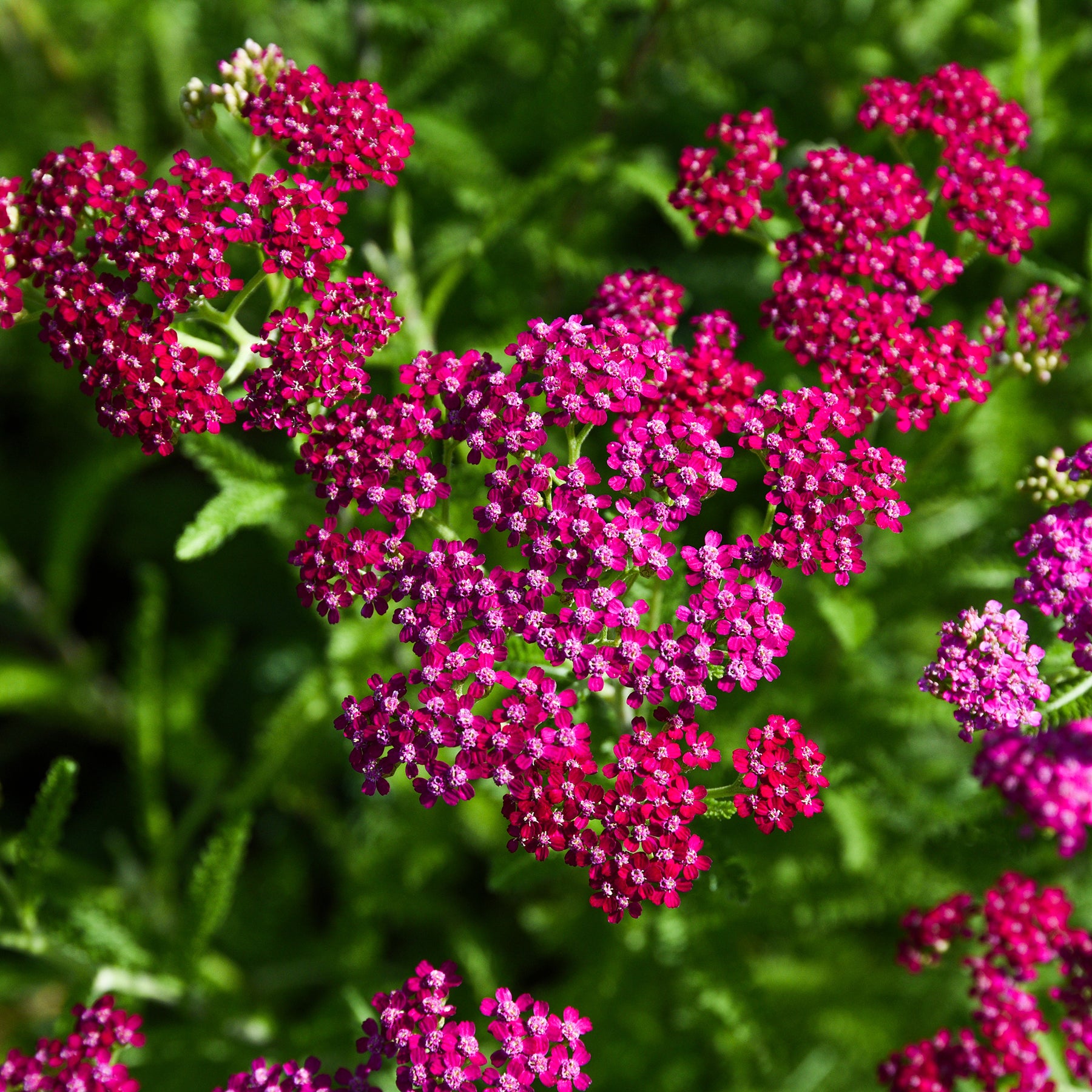 Achillée - 3 Achillées millefeuille Cerise Queen - Achillea millefolium Cerise Queen