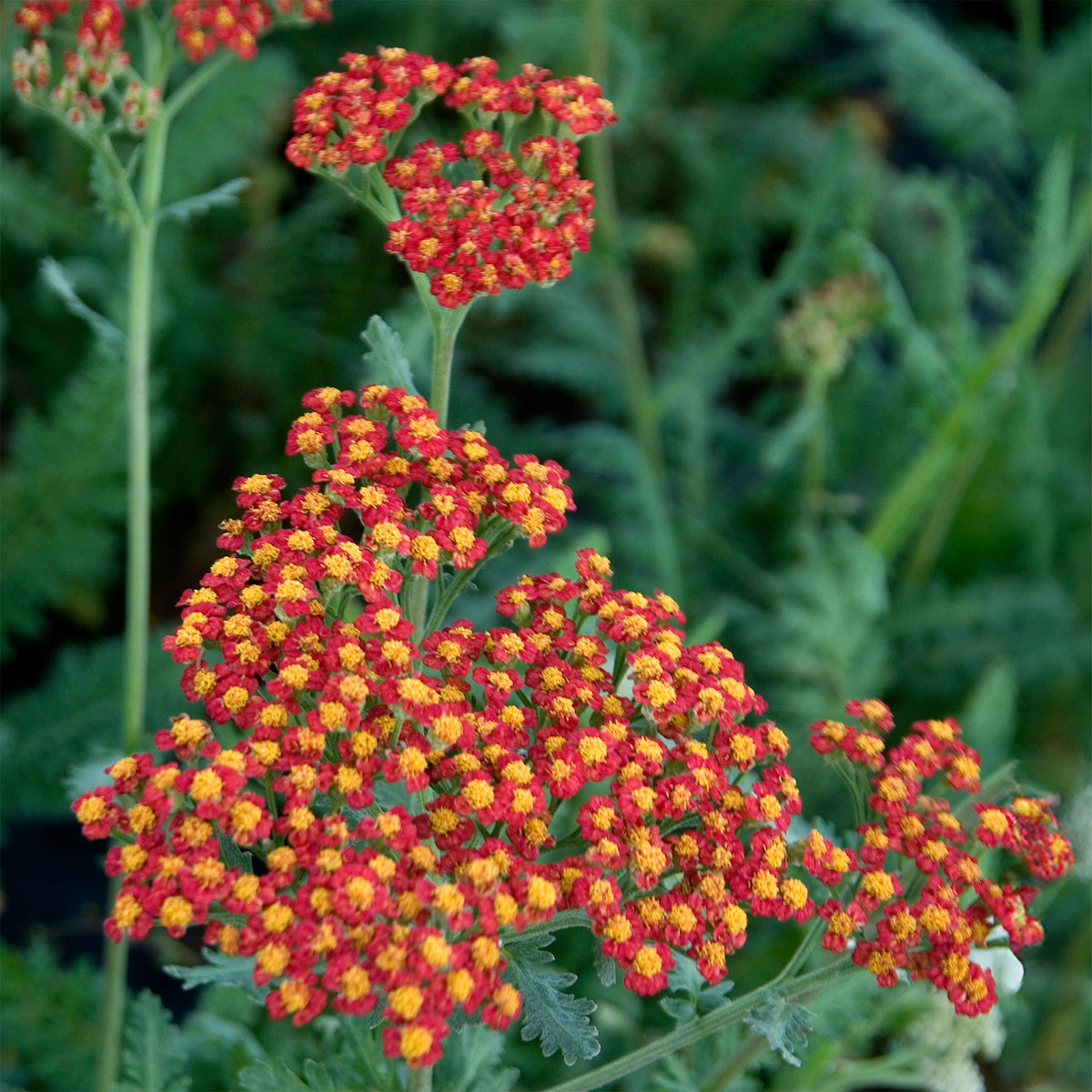 Achillée millefeuille Safran - Willemse