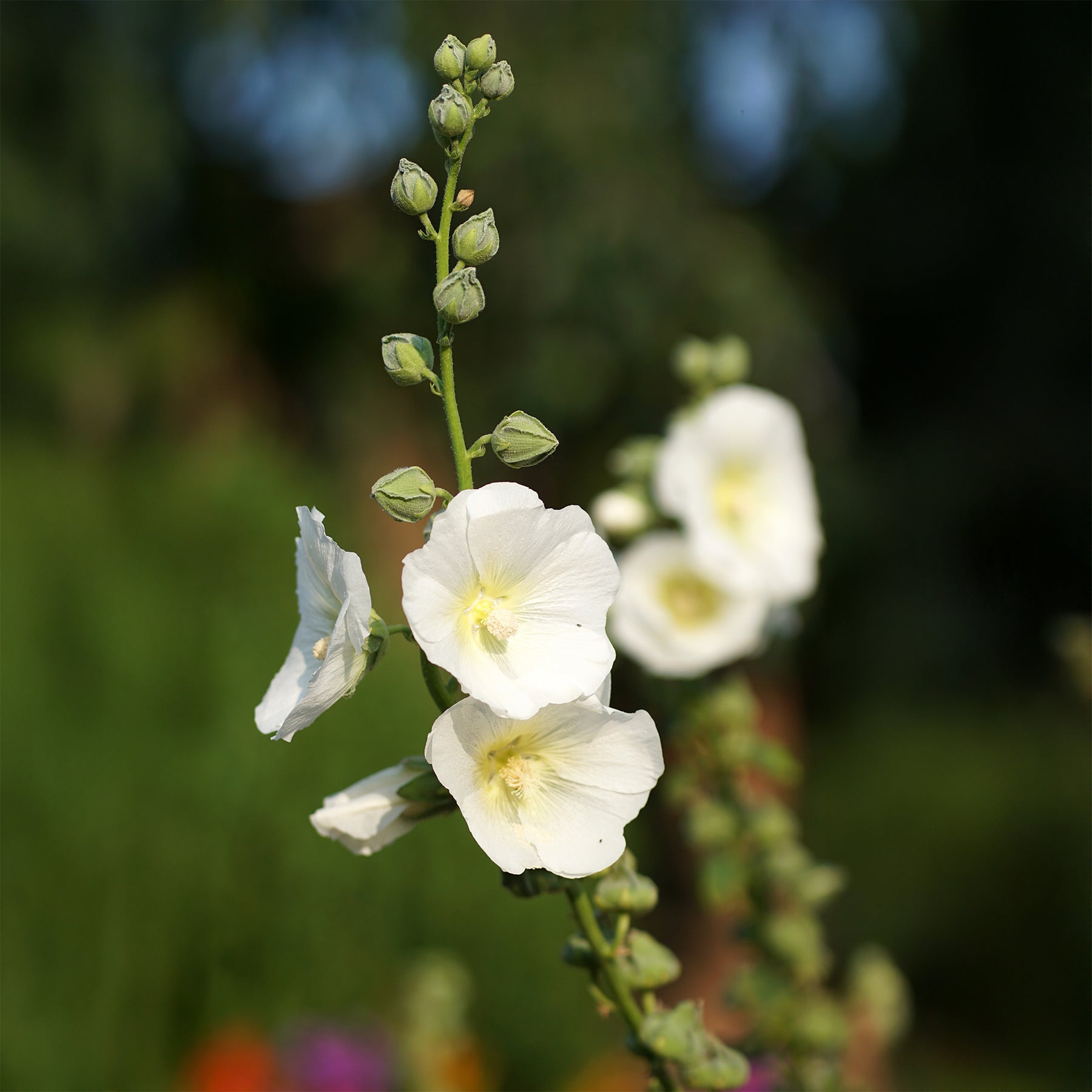 Rose trémière Polarstar - Willemse