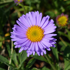 3 Asters des Alpes Dunkle Schöne